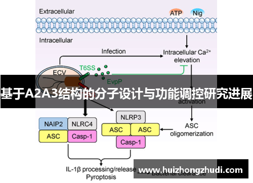 基于A2A3结构的分子设计与功能调控研究进展